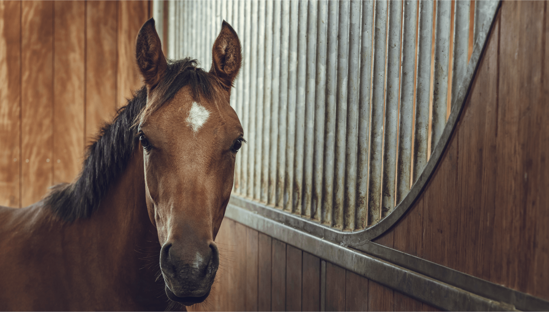 Cheval-HNP-Horse Nutrition Project