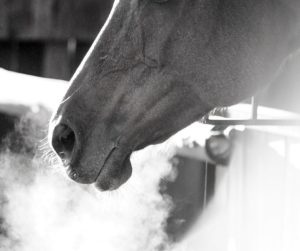 rhinopneumonie cheval Horse nutrition project HNP