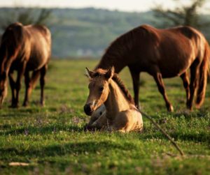 cheval en prairie HNP