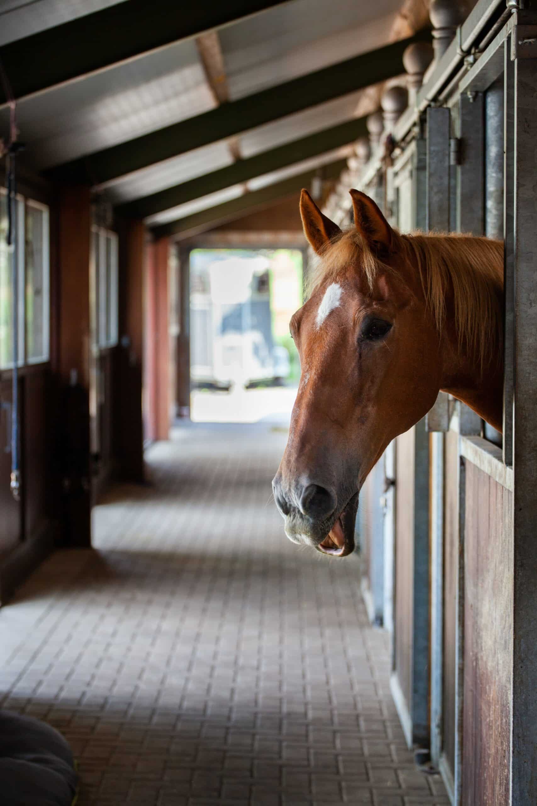 Horse Stable Box