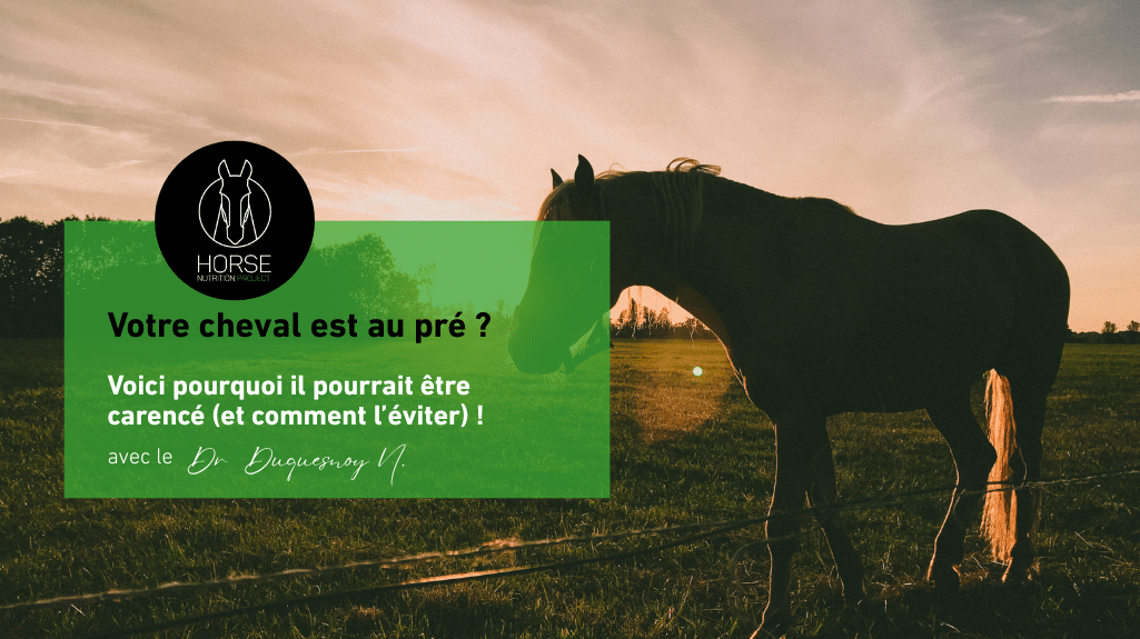 Votre cheval est au pré ? Voici pourquoi il pourrait être carencé (et comment l’éviter) !