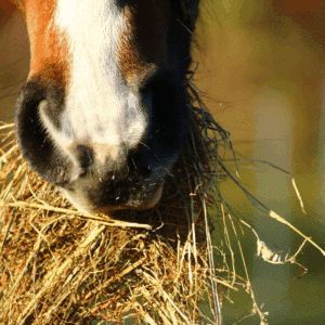 Analyse de fourrage