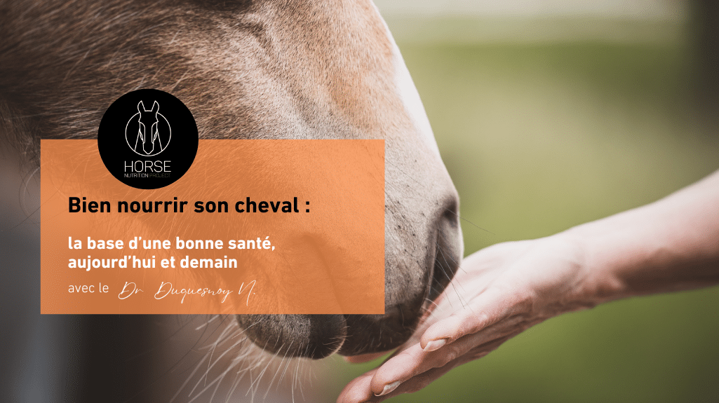 Bien nourrir son cheval : la base d’une bonne santé, aujourd’hui et demain