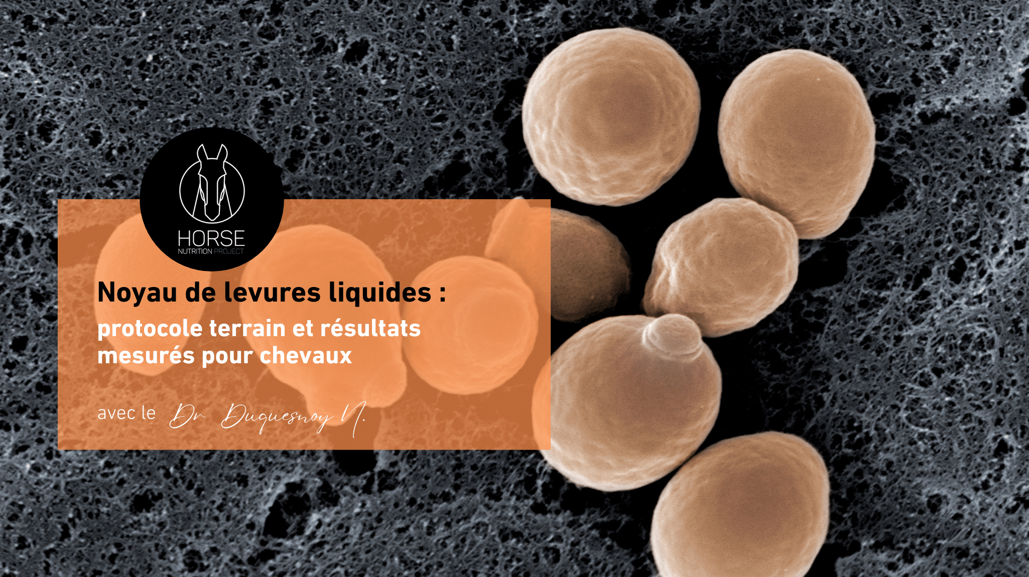Noyau de levures liquides pour chevaux
